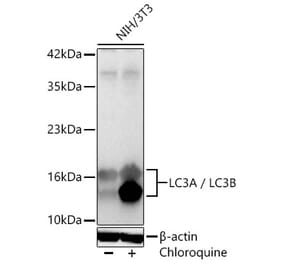 Western Blot - Anti-LC3B Antibody (A87552) - Antibodies.com