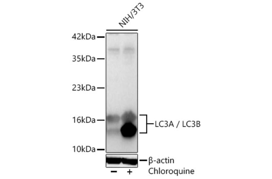 Western Blot - Anti-LC3B Antibody (A87552) - Antibodies.com