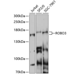 Western Blot - Anti-Robo3 Antibody (A87553) - Antibodies.com