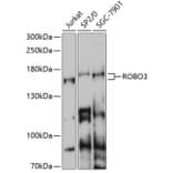 Western Blot - Anti-Robo3 Antibody (A87553) - Antibodies.com