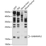 Western Blot - Anti-GABARAPL2 / GATE-16 Antibody (A87554) - Antibodies.com