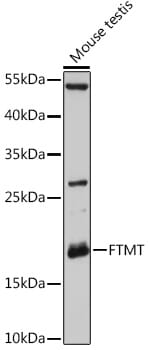 Western blot analysis of extracts of mouse testis, using Anti-FTMT Antibody (A12867) at 1:3000 dilution.
Secondary antibody: Goat Anti-Rabbit IgG (H+L) (HRP) (AS014) at 1:10,000 dilution.
Lysates / proteins: 25µg per lane.
Blocking buffer: 3% non-fat dry milk in TBST.
Detection: ECL Basic Kit (RM00020).
Exposure time: 60s.
