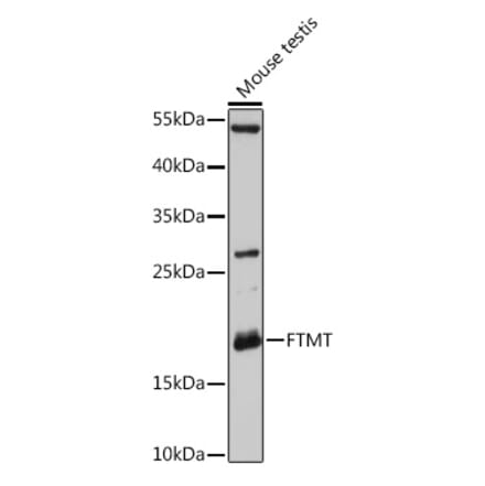 Western Blot - Anti-Mitochondrial Ferritin Antibody (A87557) - Antibodies.com