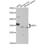Western Blot - Anti-MPG Antibody (A14025) - Antibodies.com