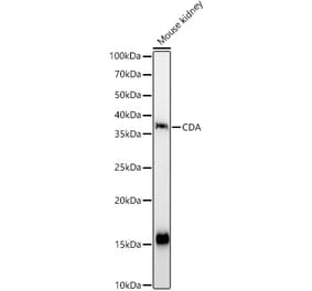 Western Blot - Anti-CDA Antibody (A87563) - Antibodies.com