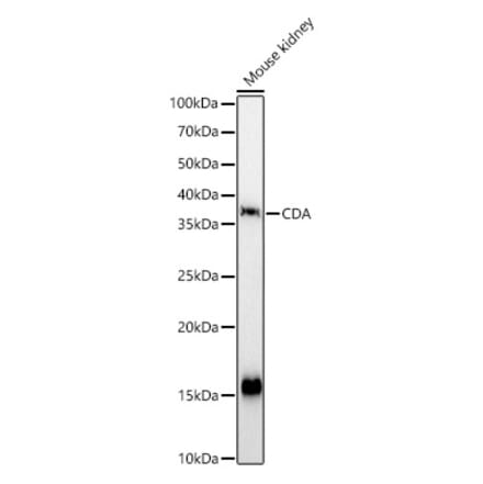 Western Blot - Anti-CDA Antibody (A87563) - Antibodies.com