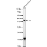 Western Blot - Anti-CDA Antibody (A87563) - Antibodies.com