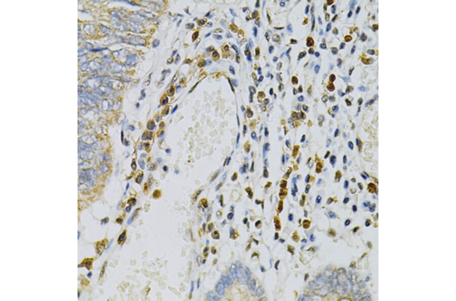 Immunohistochemistry - Anti-CDA Antibody (A87563) - Antibodies.com