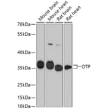 Western Blot - Anti-OTP Antibody (A87566) - Antibodies.com