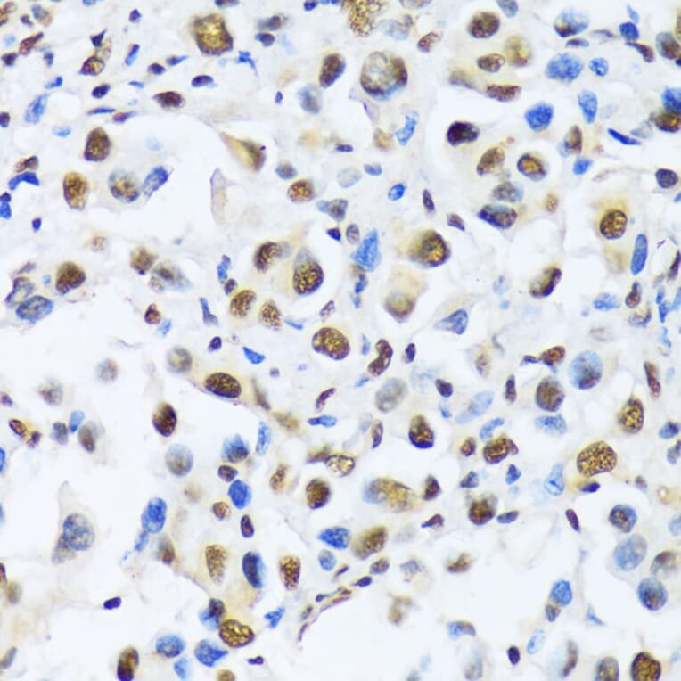 Immunohistochemistry - Anti-OTP Antibody (A87566) - Antibodies.com