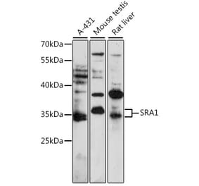 Western Blot - Anti-SRAP Antibody (A87567) - Antibodies.com
