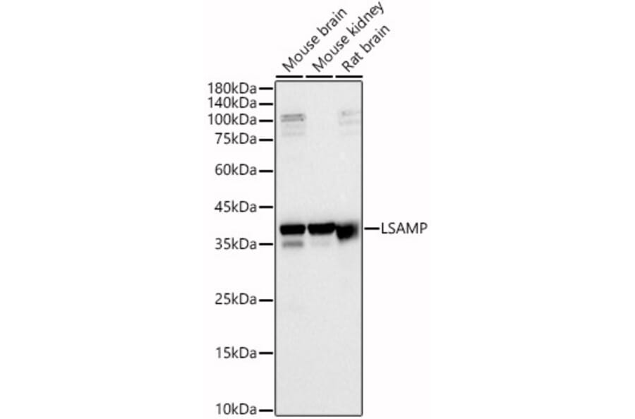 Western Blot - Anti-LSAMP Antibody (A87568) - Antibodies.com