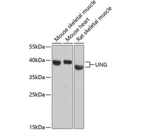 Western Blot - Anti-UNG Antibody (A87570) - Antibodies.com