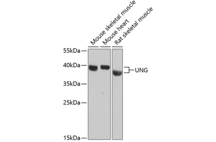 Western Blot - Anti-UNG Antibody (A87570) - Antibodies.com