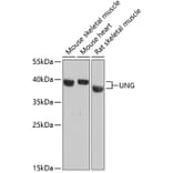 Western Blot - Anti-UNG Antibody (A87570) - Antibodies.com