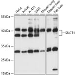 Western Blot - Anti-SUGT1 Antibody (A87571) - Antibodies.com