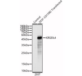 Western Blot - Anti-G9P Antibody (A87572) - Antibodies.com