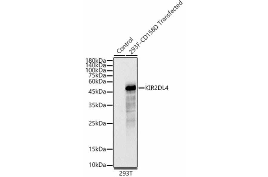 Western Blot - Anti-G9P Antibody (A87572) - Antibodies.com