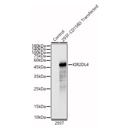 Western Blot - Anti-G9P Antibody (A87572) - Antibodies.com