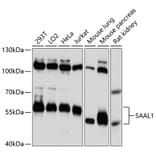 Western Blot - Anti-SAAL1 Antibody (A87577) - Antibodies.com