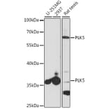 Western Blot - Anti-PLK5 Antibody (A14442) - Antibodies.com