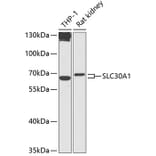 Western Blot - Anti-ZnT1 Antibody (A87585) - Antibodies.com