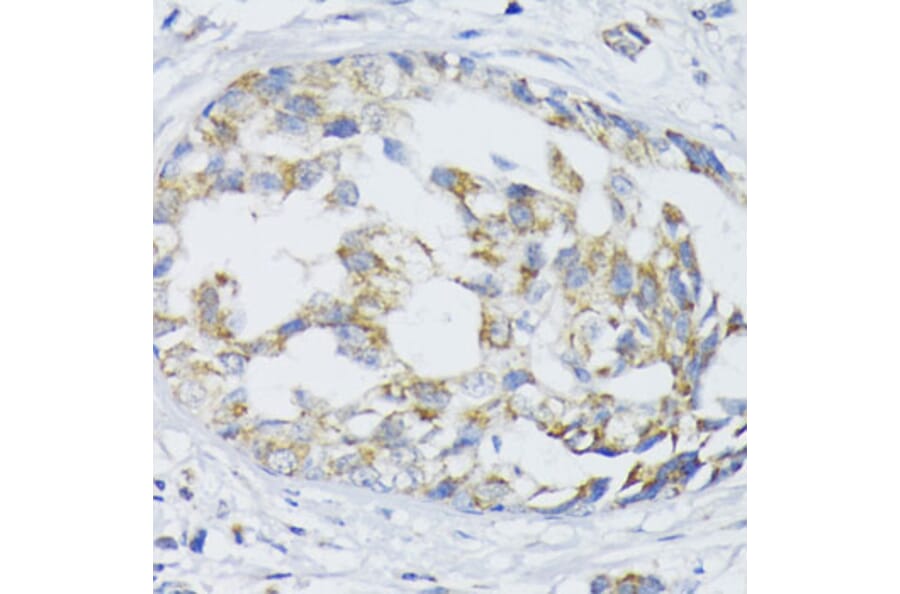 Immunohistochemistry - Anti-ZnT1 Antibody (A87585) - Antibodies.com