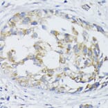 Immunohistochemistry - Anti-ZnT1 Antibody (A87585) - Antibodies.com