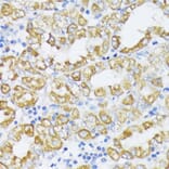 Immunohistochemistry - Anti-ZnT1 Antibody (A87585) - Antibodies.com