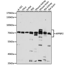 Western Blot - Anti-APPBP2 Antibody (A87586) - Antibodies.com