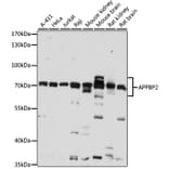 Western Blot - Anti-APPBP2 Antibody (A87586) - Antibodies.com