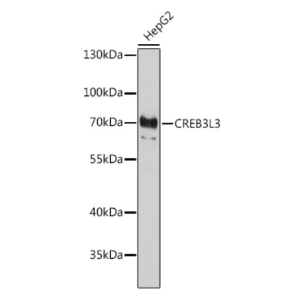 Western Blot - Anti-CREB3L3 Antibody (A87587) - Antibodies.com