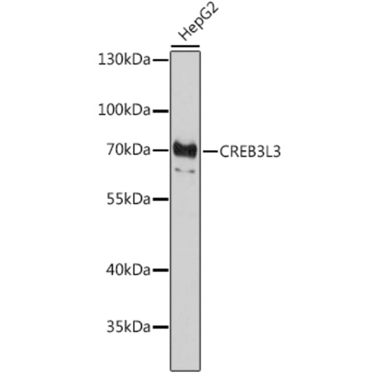 Western Blot - Anti-CREB3L3 Antibody (A87587) - Antibodies.com