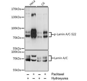 Western Blot - Anti-Lamin A (phospho Ser22) Antibody (A87589) - Antibodies.com