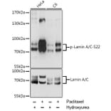 Western Blot - Anti-Lamin A (phospho Ser22) Antibody (A87589) - Antibodies.com