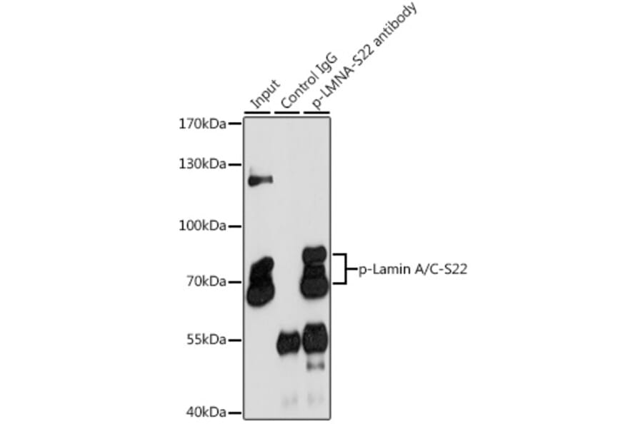 Western Blot - Anti-Lamin A (phospho Ser22) Antibody (A87589) - Antibodies.com
