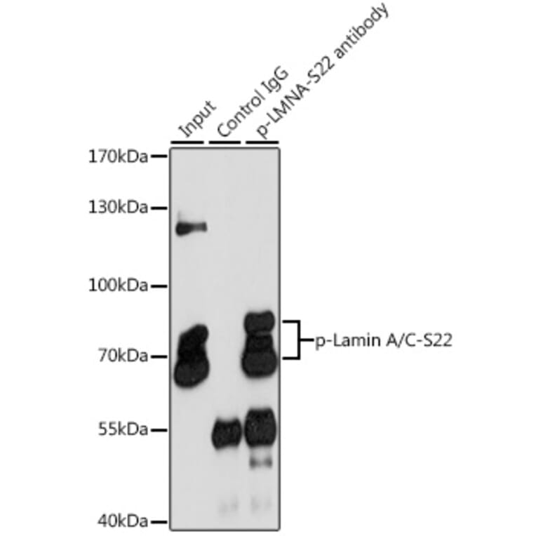 Western Blot - Anti-Lamin A (phospho Ser22) Antibody (A87589) - Antibodies.com