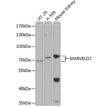 Western Blot - Anti-MARVELD2 Antibody (A87590) - Antibodies.com