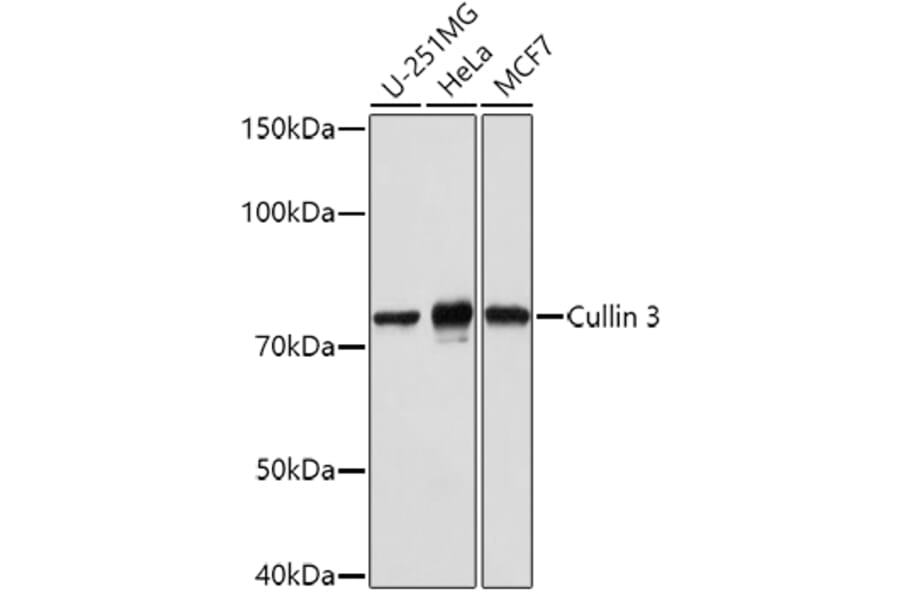 Western Blot - Anti-Cullin 3/CUL-3 Antibody (A87591) - Antibodies.com