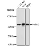 Western Blot - Anti-Cullin 3/CUL-3 Antibody (A87591) - Antibodies.com
