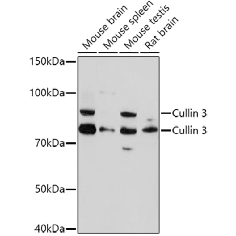 Western Blot - Anti-Cullin 3/CUL-3 Antibody (A87591) - Antibodies.com