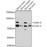 Western Blot - Anti-Cullin 3/CUL-3 Antibody (A87591) - Antibodies.com