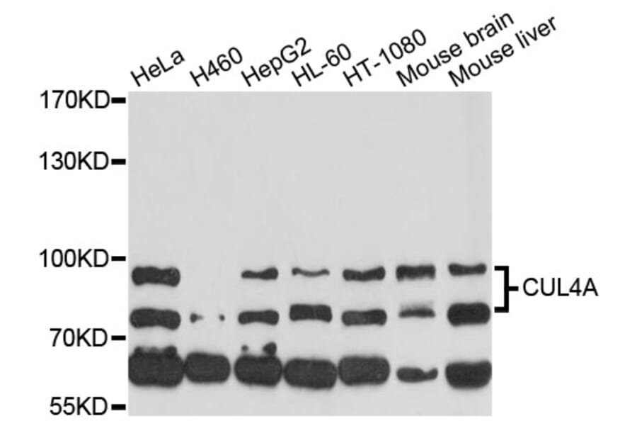 Western Blot - Anti-CUL4A Antibody (A13911) - Antibodies.com