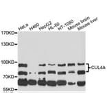 Western Blot - Anti-CUL4A Antibody (A13911) - Antibodies.com