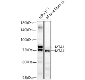 Western Blot - Anti-MTA1 Antibody (A87593) - Antibodies.com