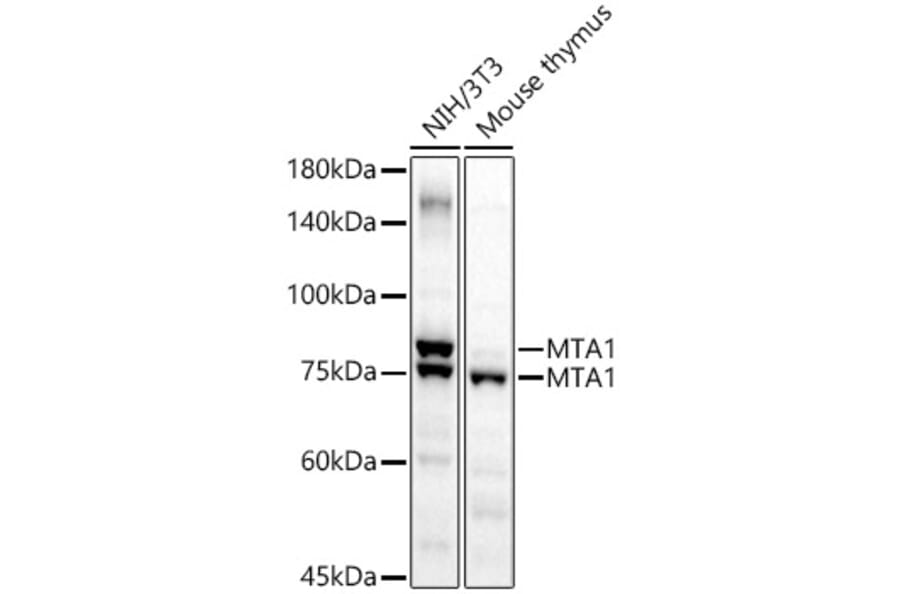 Western Blot - Anti-MTA1 Antibody (A87593) - Antibodies.com