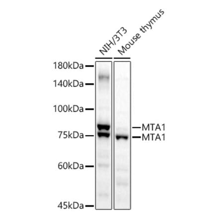 Western Blot - Anti-MTA1 Antibody (A87593) - Antibodies.com