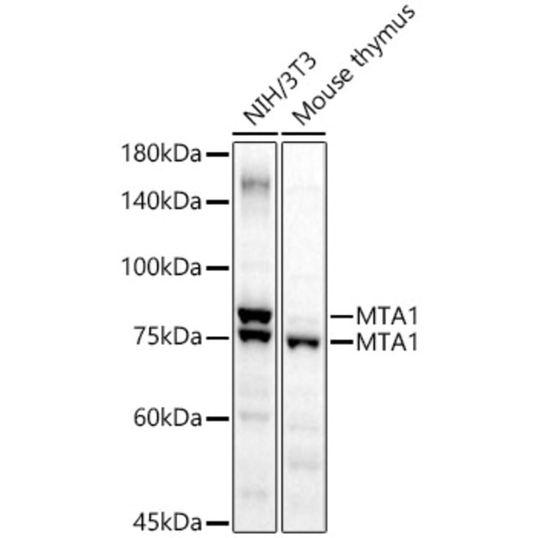 Western Blot - Anti-MTA1 Antibody (A87593) - Antibodies.com