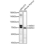 Western Blot - Anti-MTA1 Antibody (A87593) - Antibodies.com