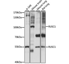 Western Blot - Anti-RUSC1 Antibody (A87594) - Antibodies.com